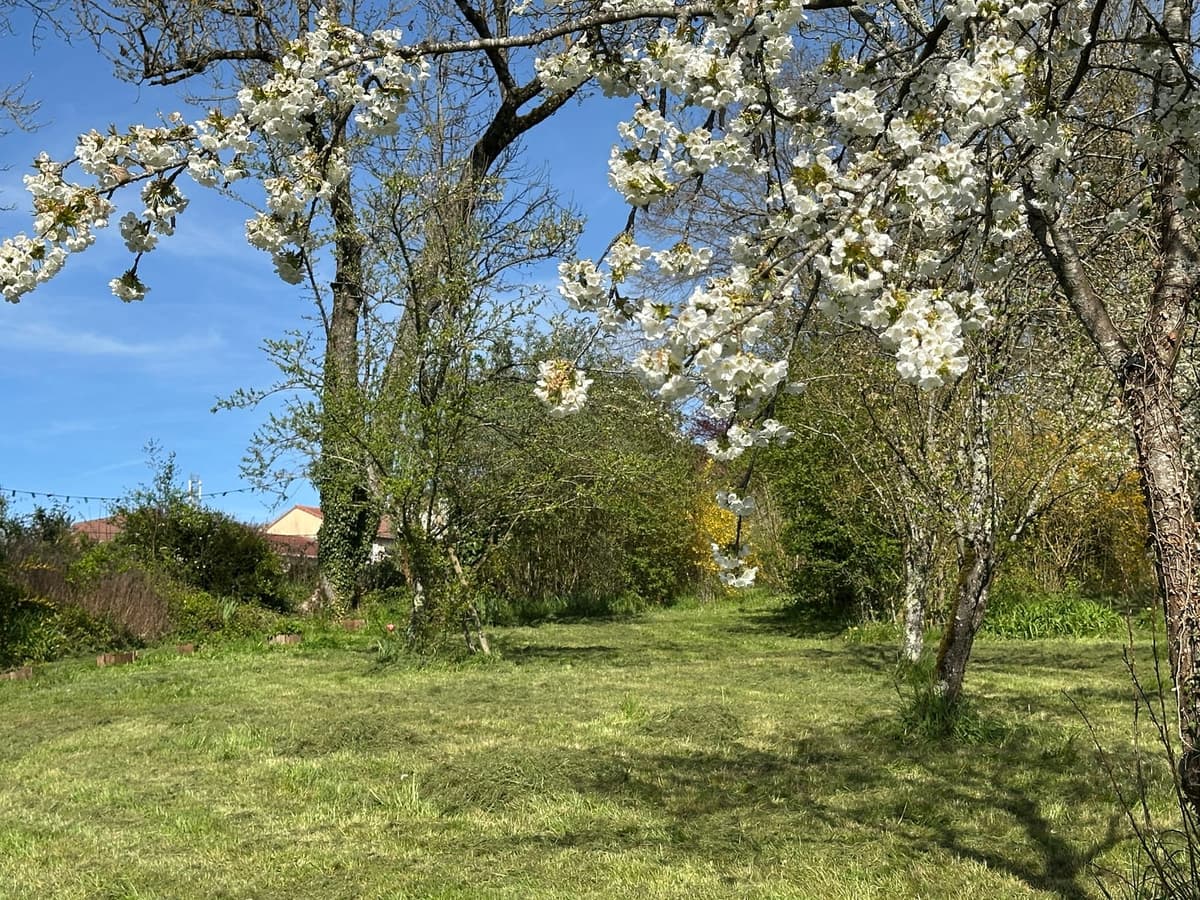 Jardin — cerisiers en fleurs